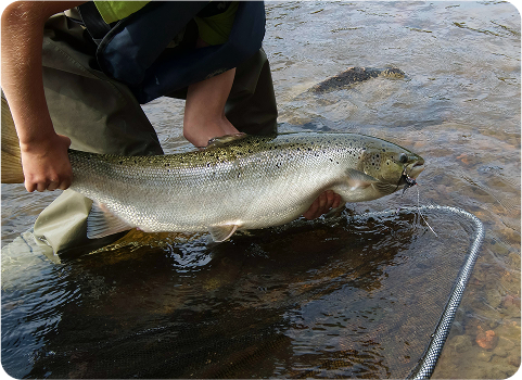 Fish Processing Preservation