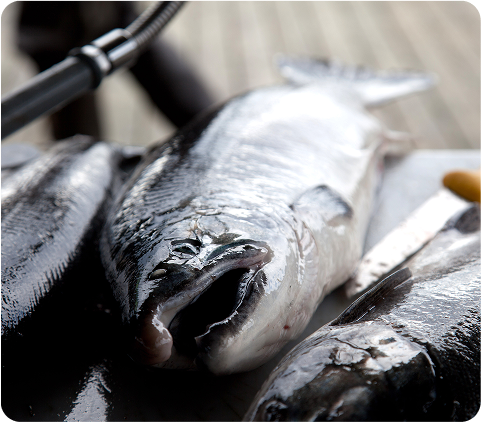 Free Fish Freezing